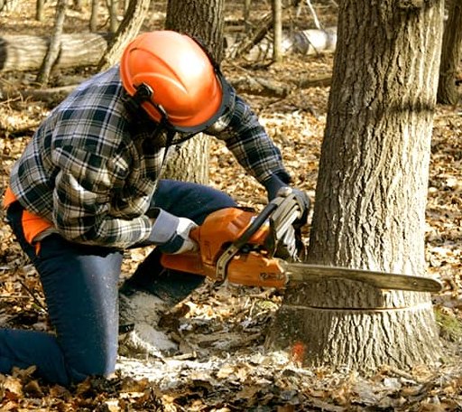 Tree Removal in Hyde Park, UT